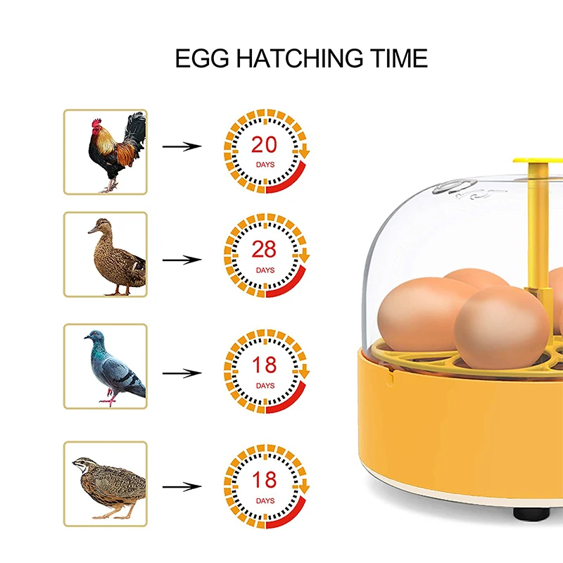 Breeding Incubator Chicken Duc - огляд і ціна Poultry Incubator