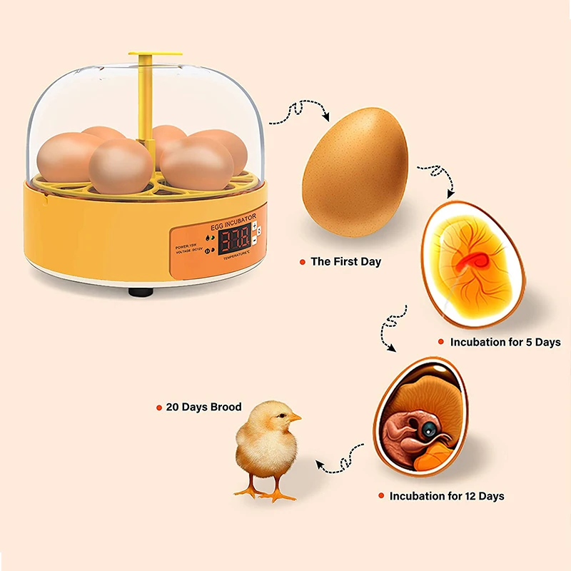 Breeding Incubator Chicken Duc - огляд і ціна Poultry Incubator
