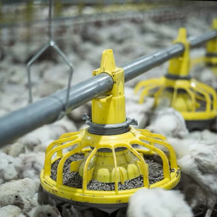 Chicken and poultry agricultur - огляд і ціна Farming Equipment For Agriculture