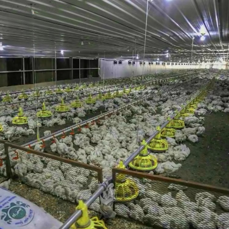 Chicken and poultry agricultur - огляд і ціна Farming Equipment For Agriculture