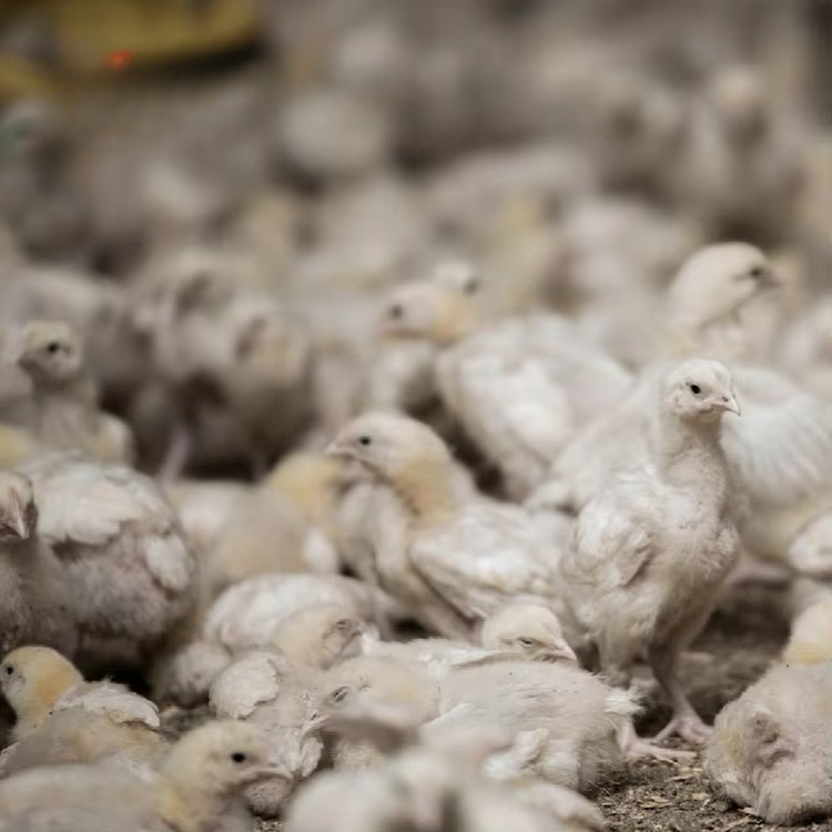 Chicken and poultry agricultur - огляд і ціна Farming Equipment For Agriculture